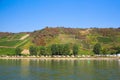 Terraced hillside vineyard Rhine Valley Germany