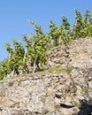 Terraced Vineyard of Ampuis Royalty Free Stock Photo