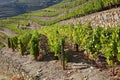 Terraced vineyards of the Douro Valley Royalty Free Stock Photo