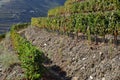 Terraced vineyards of the Douro Valley Royalty Free Stock Photo