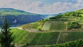 Pretty Hills filled with sloping vineyards in the Rhine River Valley, Germany