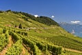 Terraced vineyards, Lavaux vineyard region Royalty Free Stock Photo