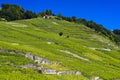 Terraced vineyards, Lavaux vineyard region Royalty Free Stock Photo