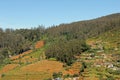 Terraces near Ooty Royalty Free Stock Photo