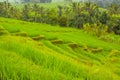 Terraces of Rice Field and Palm Trees Royalty Free Stock Photo