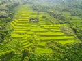 Terraces rice field - Top view rice field from above with agricultural parcels of different crops in green, Aerial view of the Royalty Free Stock Photo