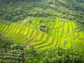 Terraces rice field - Top view rice field from above with agricultural parcels of different crops in green, Aerial view of the Royalty Free Stock Photo