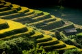 Terraces rice fields on mountain in Northwest of Vietnam