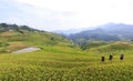 Terraces rice fields on mountain in Northwest of Vietnam