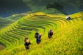 Terraces rice fields on mountain in Northwest of Vietnam