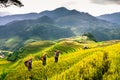 Terraces rice fields on mountain in Northwest of Vietnam