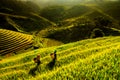 Terraces rice fields on mountain in Northwest of Vietnam