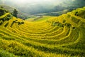 Terraces rice fields on mountain in Northwest of Vietnam