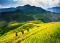 Terraces rice fields on mountain in Northwest of Vietnam