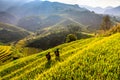 Terraces rice fields on mountain in Northwest of Vietnam