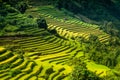 Terraces rice fields on mountain in Northwest of Vietnam