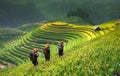 Terraces rice fields on mountain in Northwest of Vietnam