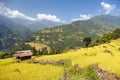 Terraces of rice or paddy fields in Nepal Himalayas Royalty Free Stock Photo