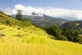 Terraces of rice or paddy fields in Nepal Himalayas Royalty Free Stock Photo