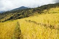 Terraces of rice or paddy fields in Nepal Himalayas Royalty Free Stock Photo