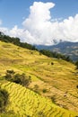 Terraces of rice or paddy fields in Nepal Himalayas Royalty Free Stock Photo