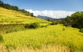 Terraces of rice or paddy fields in Nepal Himalayas Royalty Free Stock Photo