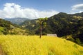 Terraces of rice or paddy fields in Nepal Himalayas Royalty Free Stock Photo