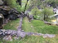 The terraces The Sott Piodau Site, Bignasco