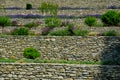 Terraces with stairs in a sloping park. stone retaining walls with light stone. blue lavender and pink roses with perennials grow Royalty Free Stock Photo