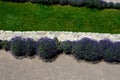 Terraces with stairs in a sloping park. stone retaining walls with light stone. blue lavender and pink roses with perennials grow Royalty Free Stock Photo