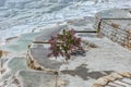 a flower that grew on the limestone steps in pamukkale