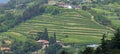 Terracing for cultivation of the vine in a hill in Italy