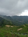 terracing is one way of planting rice on the hill