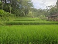 Terracing Rice Field