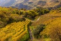 Terracing vineyards on the hill