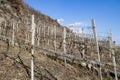 Terracing vineyards during winte and blue sky