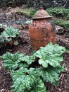 A terracotta cloche for forced rhubarb Royalty Free Stock Photo