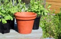 Terracotta flower pot.