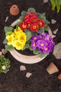 Terracotta flower pot with spring flowers