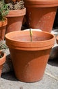 Terracotta flower pots Royalty Free Stock Photo