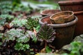 Terracotta garden plant pots in a rhubarb patch Royalty Free Stock Photo