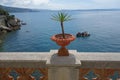 Terracotta plant pot on the gulf of Trieste, Italy