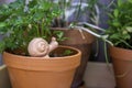 Terracotta plant pots arranged on a wooden table with fresh parsley herbs and a snail decoration on an outdoor planting table for Royalty Free Stock Photo