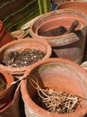 Terracotta plant pots Royalty Free Stock Photo