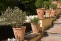 Terracotta plant pots Royalty Free Stock Photo