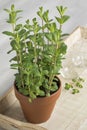 Terracotta pot with Mentha spicata, Moroccan mentha