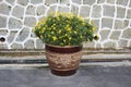 Terracotta pot of yellow daisies