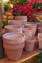 Terracotta Pots in a fall display with assorted Mums in the background. Royalty Free Stock Photo