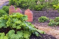 Terracotta rhubarb forcers in an english kitchen garden Royalty Free Stock Photo