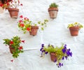 Terracotta vases with colorful flowers hanging on white wall